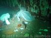 Cape Breton Octopus Video